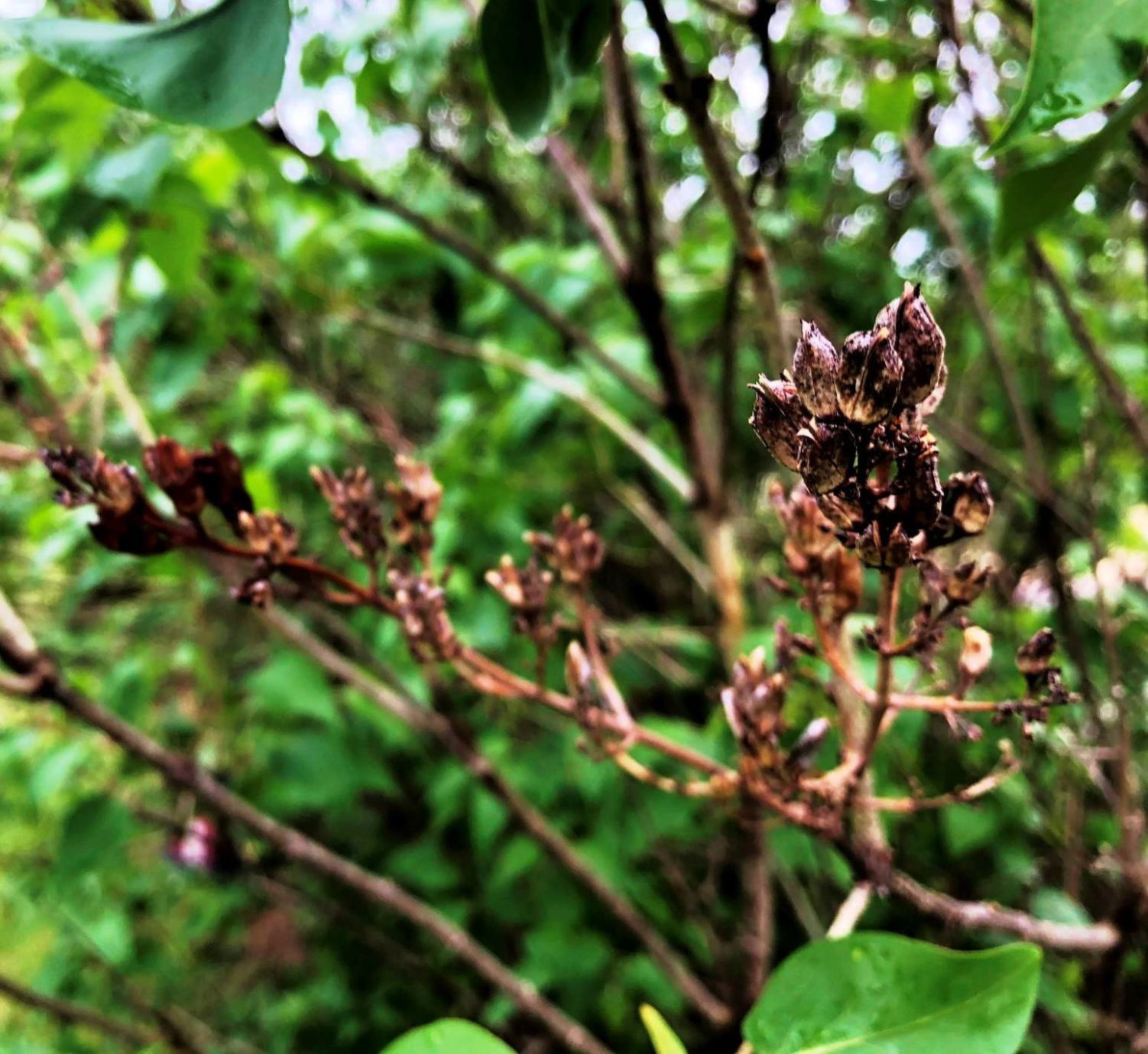 Lilac buds show damage